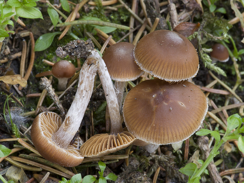 Cortinarius obtusus